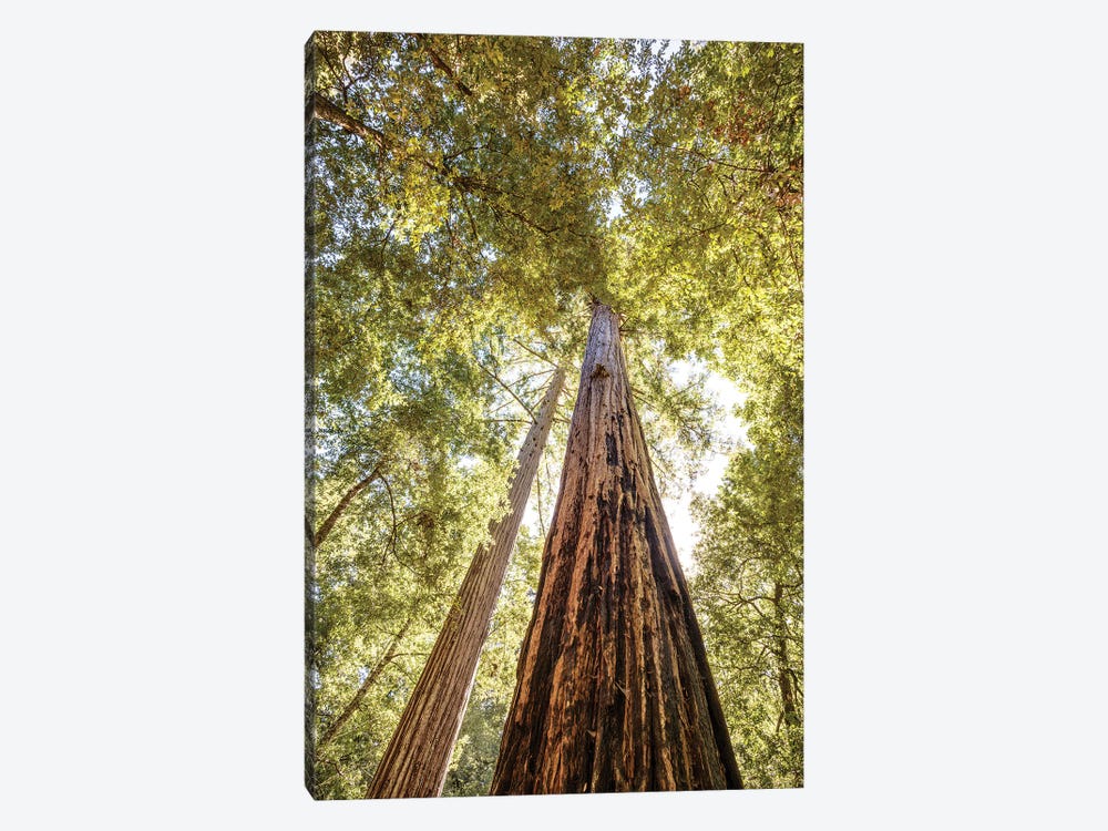 The Tallest Redwoods by Joseph S. Giacalone 1-piece Art Print