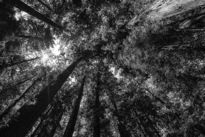 Heavenly California Redwoods - Monochrome by Joseph S. Giacalone canvas print