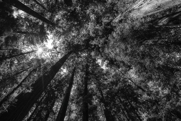 Heavenly California Redwoods - Monochrome