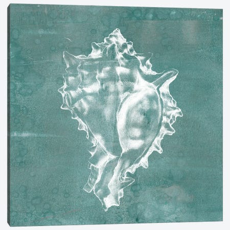Solitary Shell I Canvas Print #JGO104} by Jennifer Goldberger Art Print