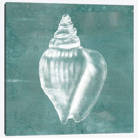 Solitary Shell II Canvas Print #JGO105} by Jennifer Goldberger Canvas Print