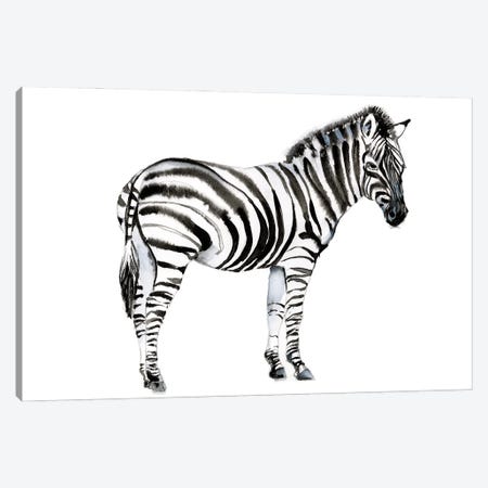 Standing Zebra I Canvas Print #JGO1088} by Jennifer Goldberger Art Print