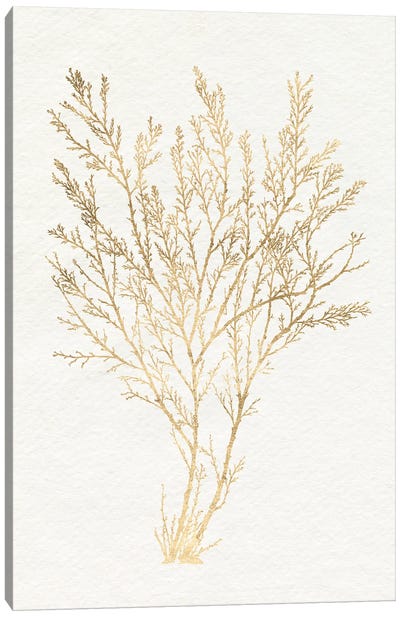 Gilded Algae I Canvas Art Print - Coral Art