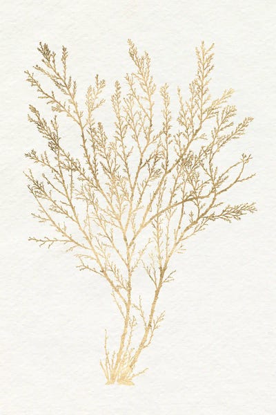 Coral: Gilded Algae I by Jennifer Goldberger