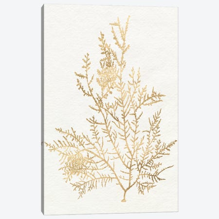 Gilded Algae VIII Canvas Print #JGO1288} by Jennifer Goldberger Canvas Print