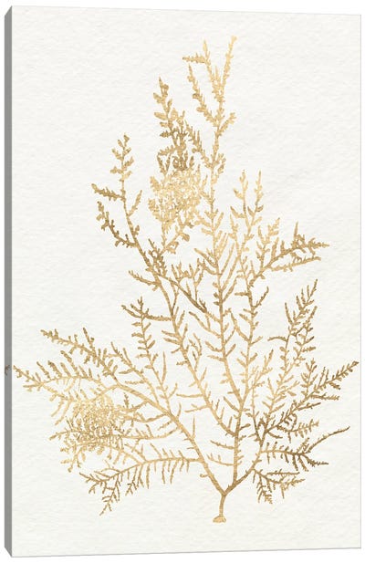 Gilded Algae VIII Canvas Art Print - Coral Art