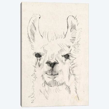 Llama Portrait I Canvas Print #JGO399} by Jennifer Goldberger Canvas Print