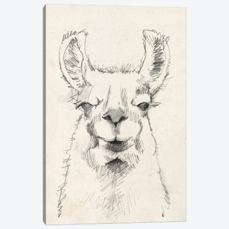Llama Portrait II Canvas Print #JGO400} by Jennifer Goldberger Art Print