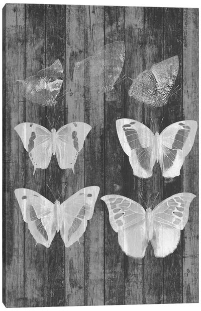 Rustic Butterfly Chart III Canvas Art Print - Gray Art