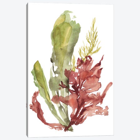 Seaweed Garden I Canvas Print #JGO787} by Jennifer Goldberger Art Print