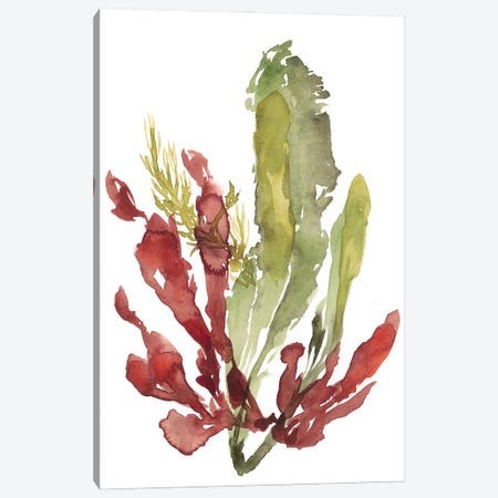 Seaweed Garden II Canvas Print #JGO788} by Jennifer Goldberger Canvas Art
