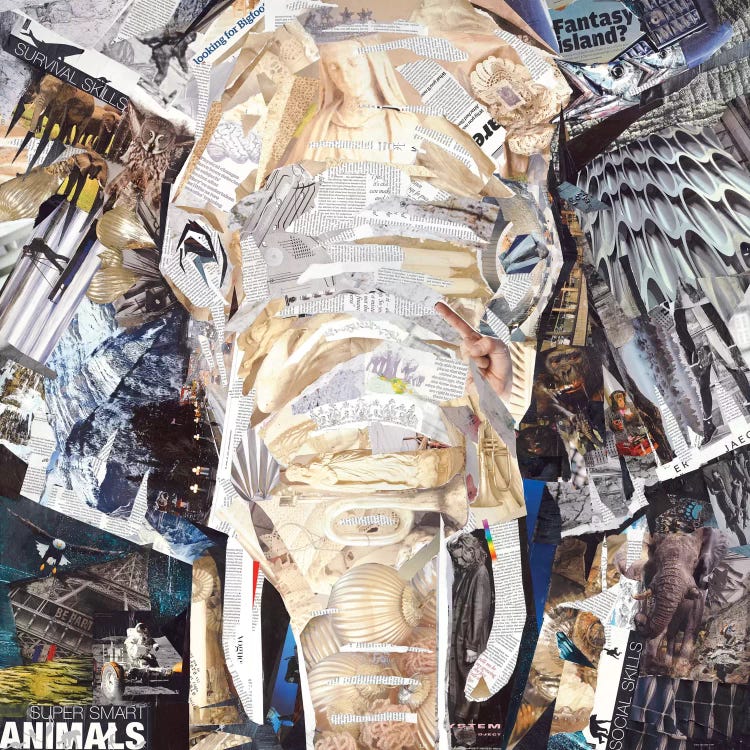 Elephant's Gaze by James Grey wall art