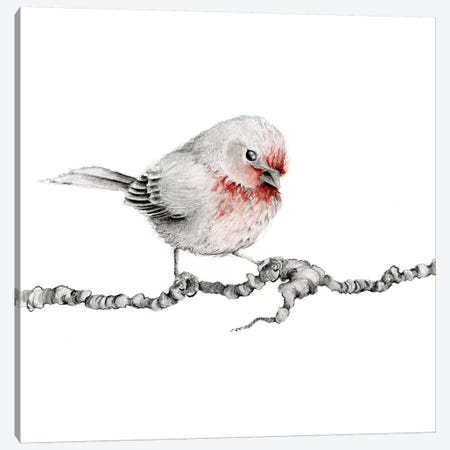 Little Red Finch Canvas Print #JHB42} by Joanna Haber Canvas Print