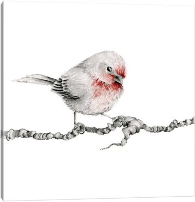 Little Red Finch Canvas Art Print - Finch Art