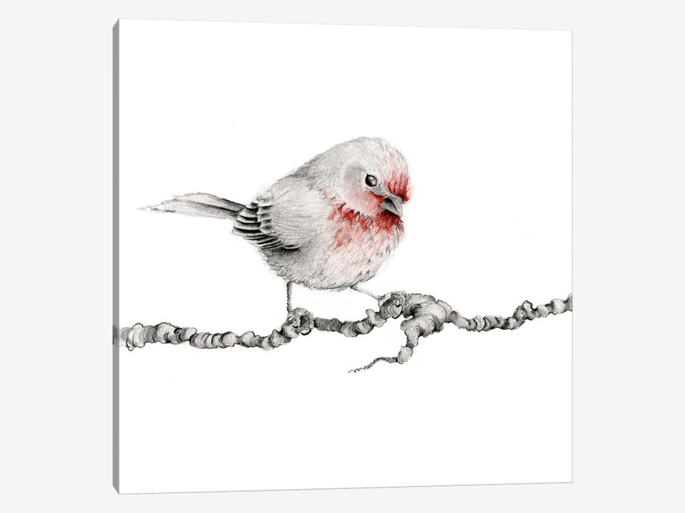Little Red Finch by Joanna Haber 1-piece Canvas Print