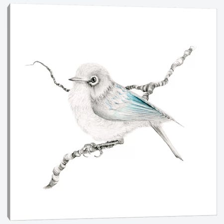 Little Teal Finch Canvas Print #JHB43} by Joanna Haber Art Print