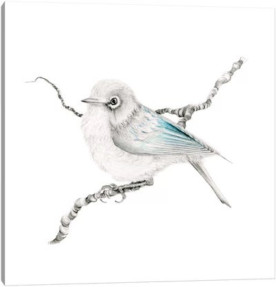 Little Teal Finch Canvas Art Print - Finch Art