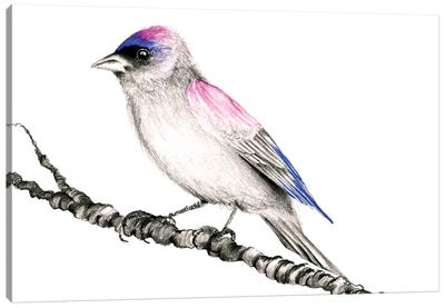 Purple Bird Canvas Art Print - Joanna Haber