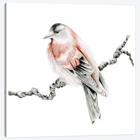 Red Bird Canvas Print #JHB53} by Joanna Haber Canvas Art