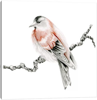Red Bird Canvas Art Print - Finch Art