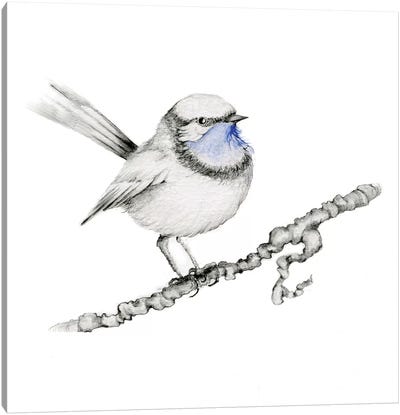 Royal Blue Bird Canvas Art Print - Finch Art