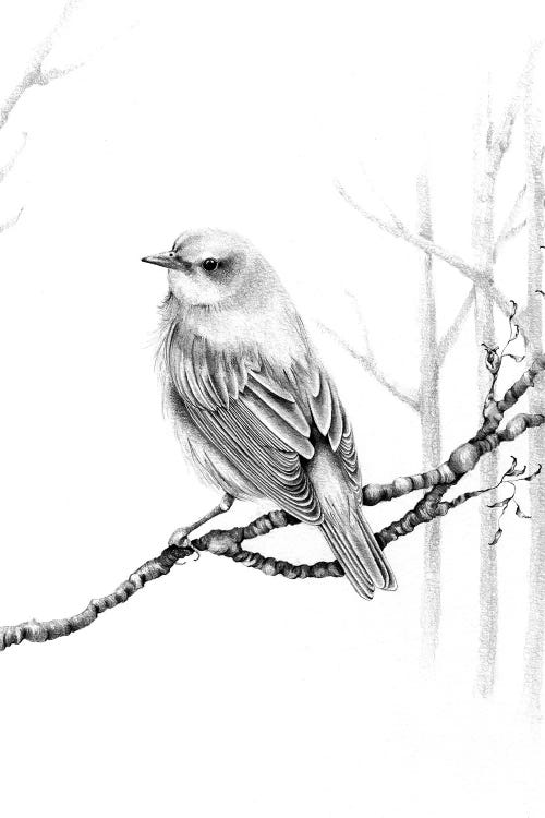 Black & White Bird by Joanna Haber wall art