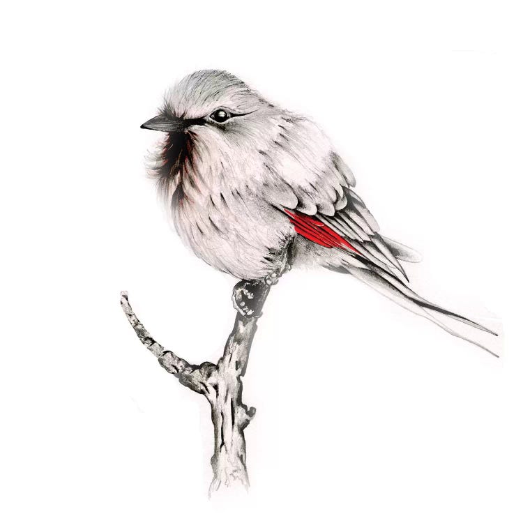Wise Bird by Joanna Haber wall art
