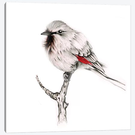 Wise Bird Canvas Print #JHB69} by Joanna Haber Canvas Print