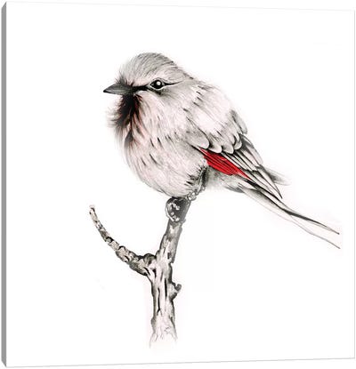 Wise Bird Canvas Art Print - Finch Art