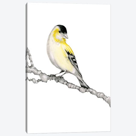Yellow Bird Canvas Print #JHB71} by Joanna Haber Canvas Artwork