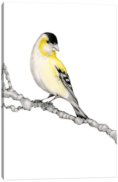 Yellow Bird Canvas Art Print - Finch Art
