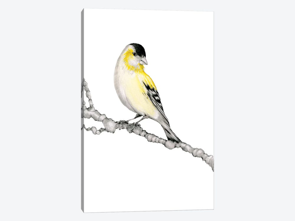 Yellow Bird by Joanna Haber 1-piece Canvas Print