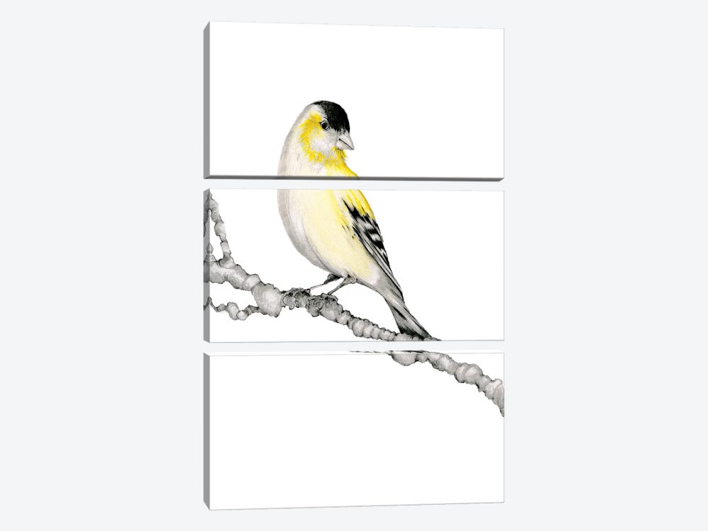 Yellow Bird by Joanna Haber 3-piece Art Print