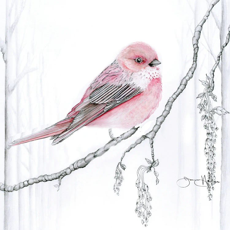 Rose Finch