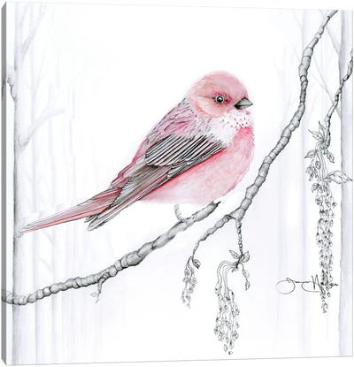 Rose Finch Canvas Art Print - Finch Art