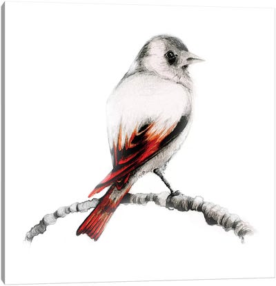 Brown Bird Canvas Art Print - Finch Art