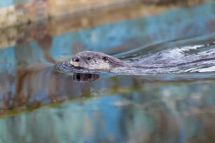 North American River Otter, Called Sutro Sam, Swimming, San Francisco