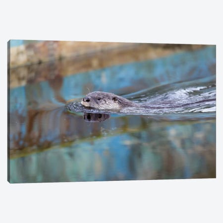 North American River Otter, Called Sutro Sam, Swimming, San Francisco Canvas Print #JHE4} by Jaymi Heimbuch Art Print