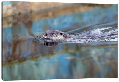 North American River Otter, Called Sutro Sam, Swimming, San Francisco Canvas Art Print