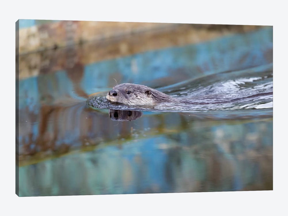 North American River Otter, Called Sutro Sam, Swimming, San Francisco by Jaymi Heimbuch 1-piece Canvas Wall Art