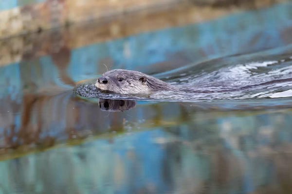 Otters: North American River Otter, Called Sutro Sam, Swimming, San Francisco by Jaymi Heimbuch