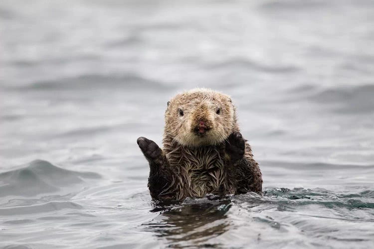 Sea Otter, Katmai, Alaska