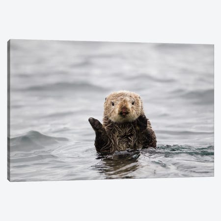 Sea Otter, Katmai, Alaska Canvas Print #JHE7} by Jaymi Heimbuch Art Print