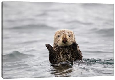 Sea Otter, Katmai, Alaska Canvas Art Print - Otters