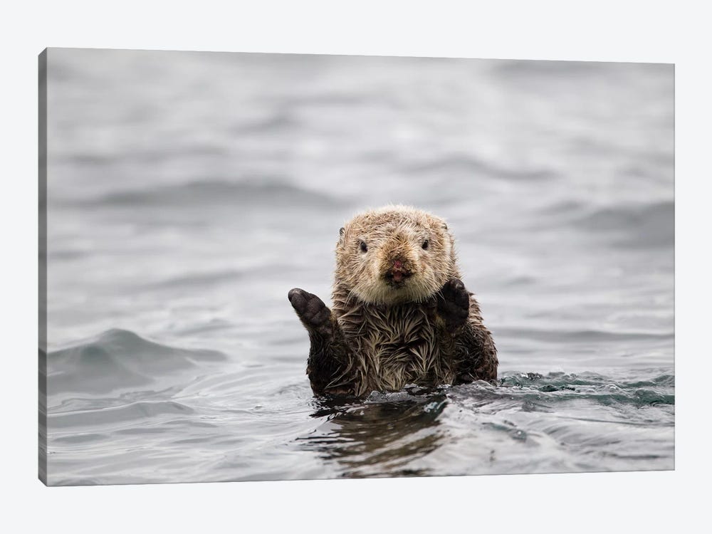 Sea Otter, Katmai, Alaska by Jaymi Heimbuch 1-piece Canvas Art Print
