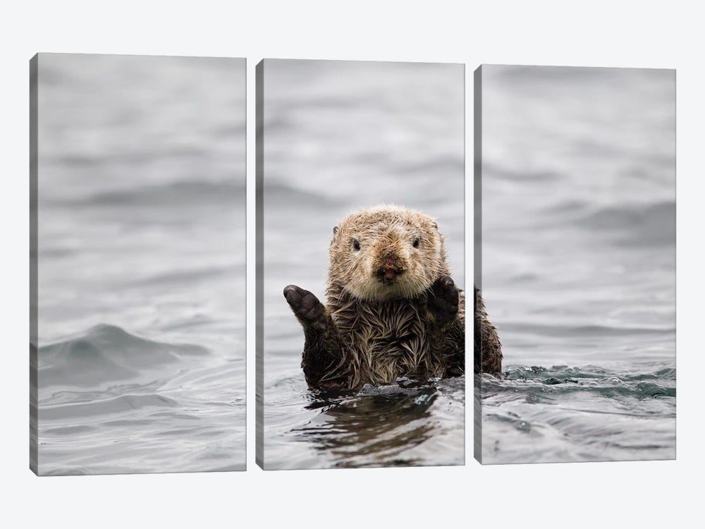 Sea Otter, Katmai, Alaska by Jaymi Heimbuch 3-piece Canvas Art Print