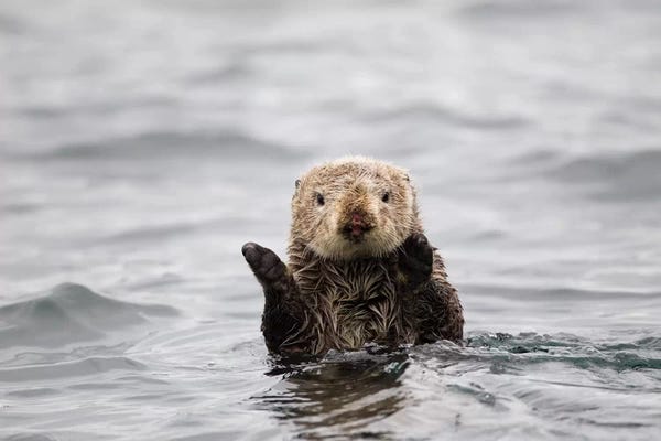 Otters: Sea Otter, Katmai, Alaska by Jaymi Heimbuch