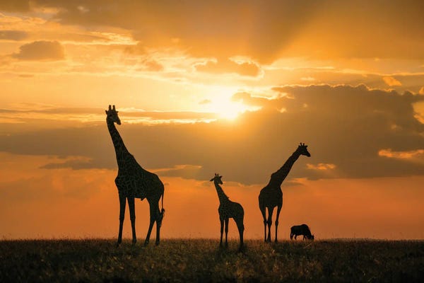 Africa: Golden Africa by John Fan