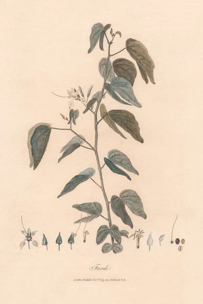 Botanical Illustrations: Farek 1789 by James Heath