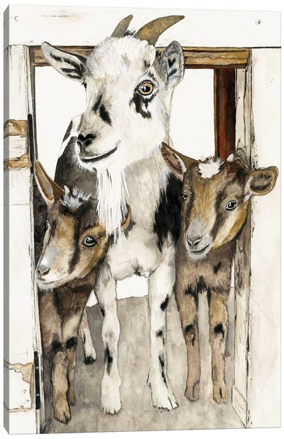 Three Amigos Canvas Art Print - Goat Art